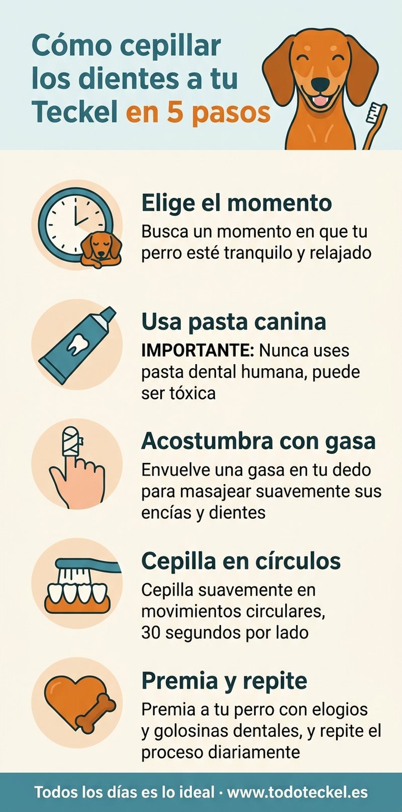 Infografía: cómo cepillar los dientes a un Teckel en 5 pasos
