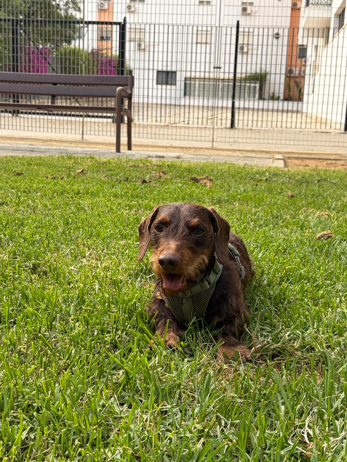 Gus, nuestro Teckel