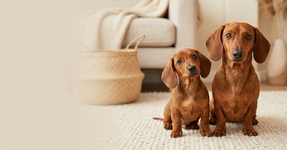 ¿Hasta cuándo crece un perro salchicha?